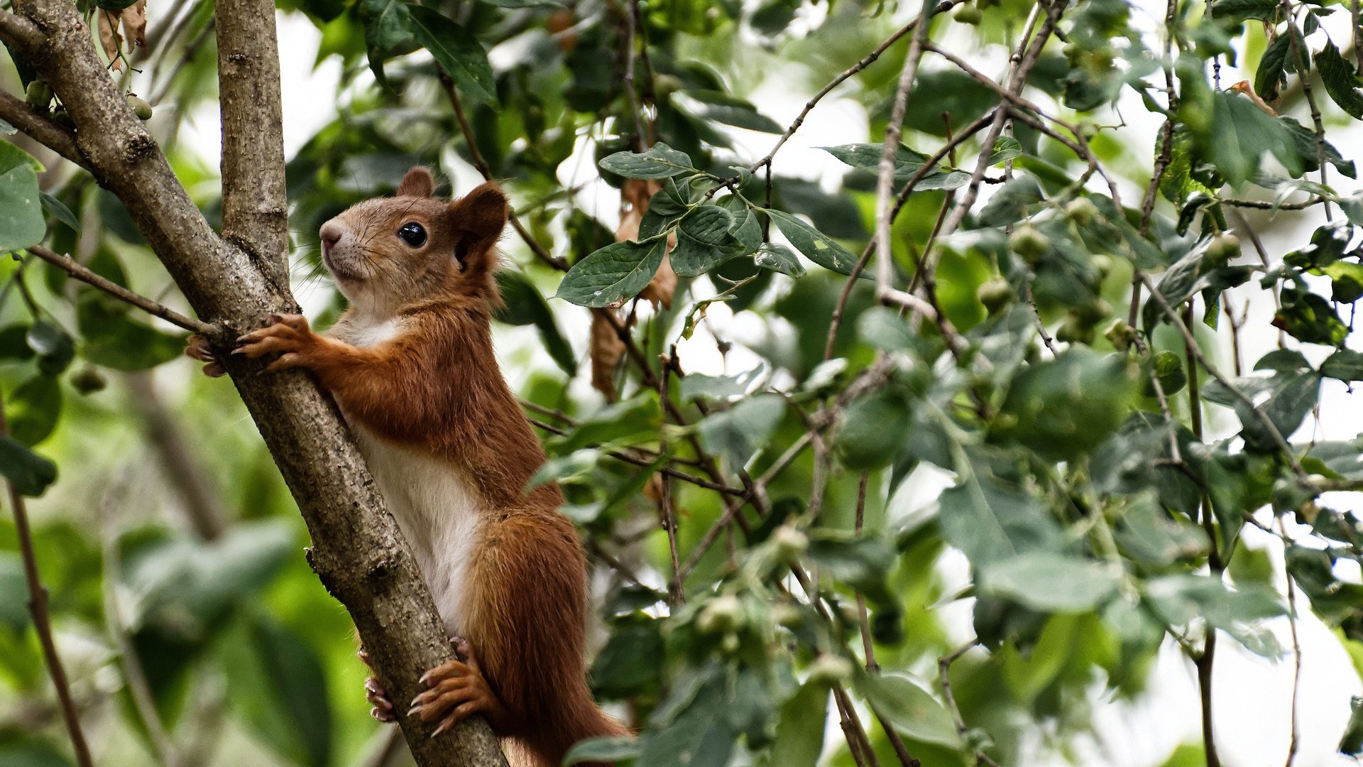 碾压!比利时青春风暴击溃哥斯达黎加,黄金一代完成最后火炬传递