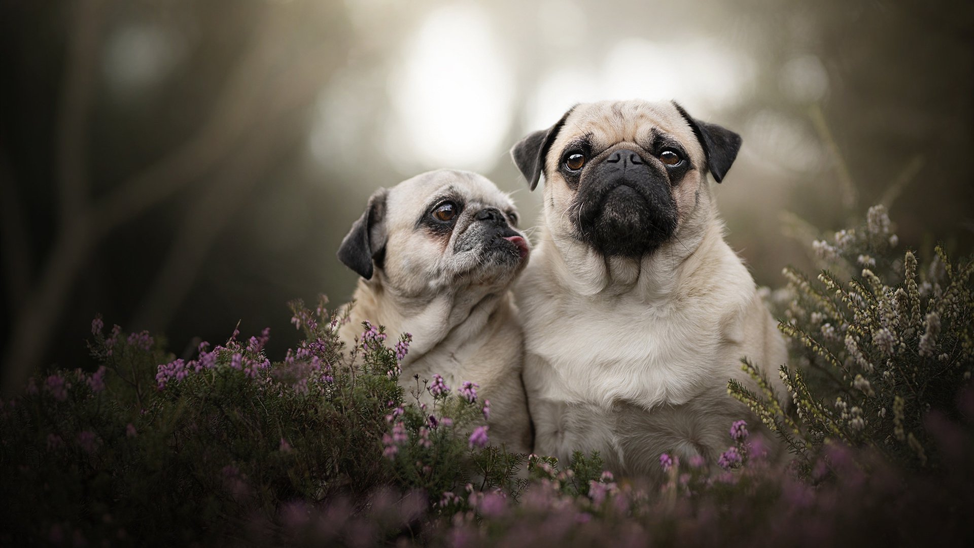 铁血、加时与王者的证明,当卢卡库的意志超越切尔西的战术