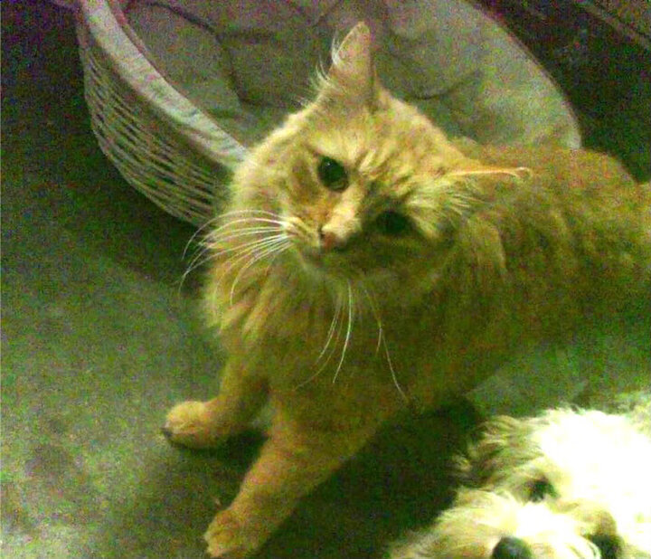 黄金风暴,荷兰军团与亚洲獠牙的足球新叙事