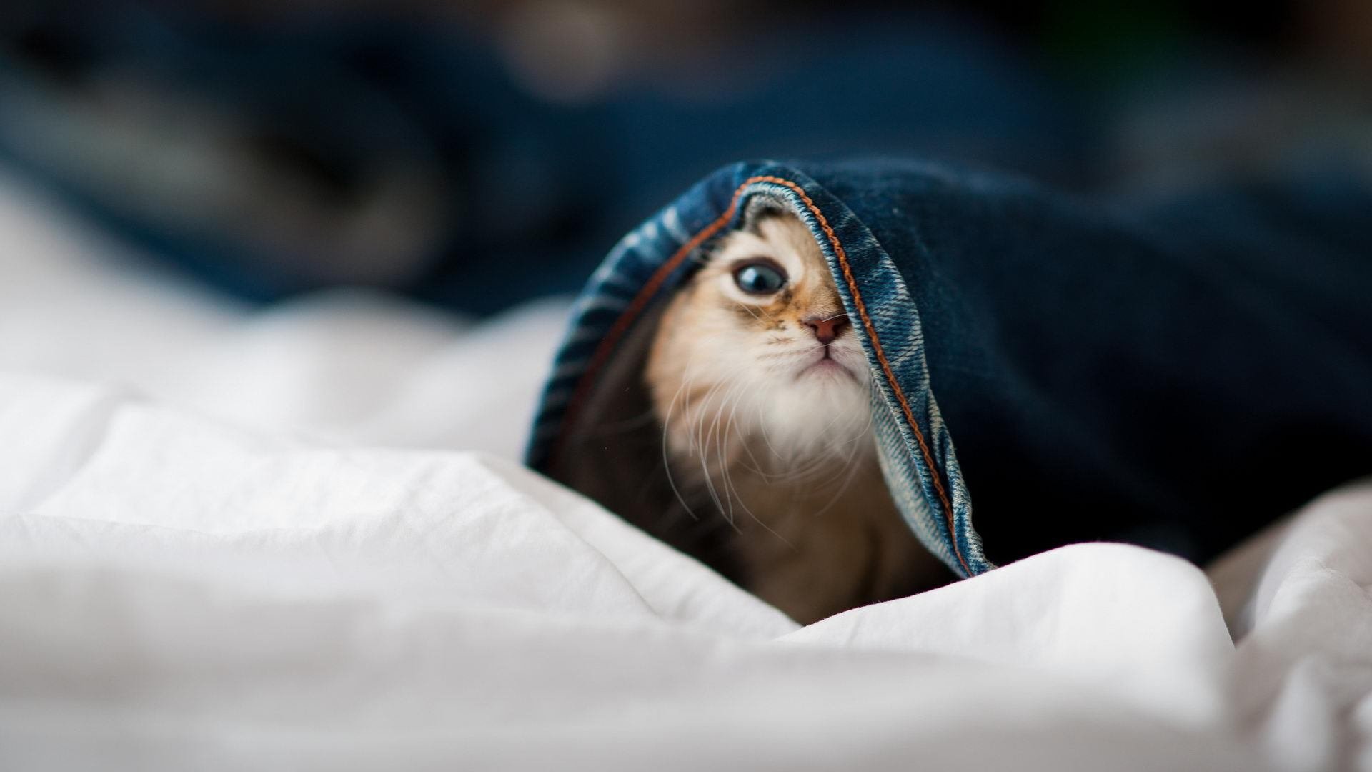 数据霸权下的绿茵镜像,格纳布里统治级演出映照中德足球鸿沟