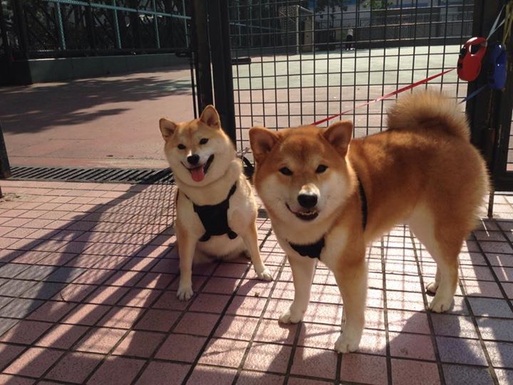 开云APP-迪巴拉，南十字星下的绝杀艺术家