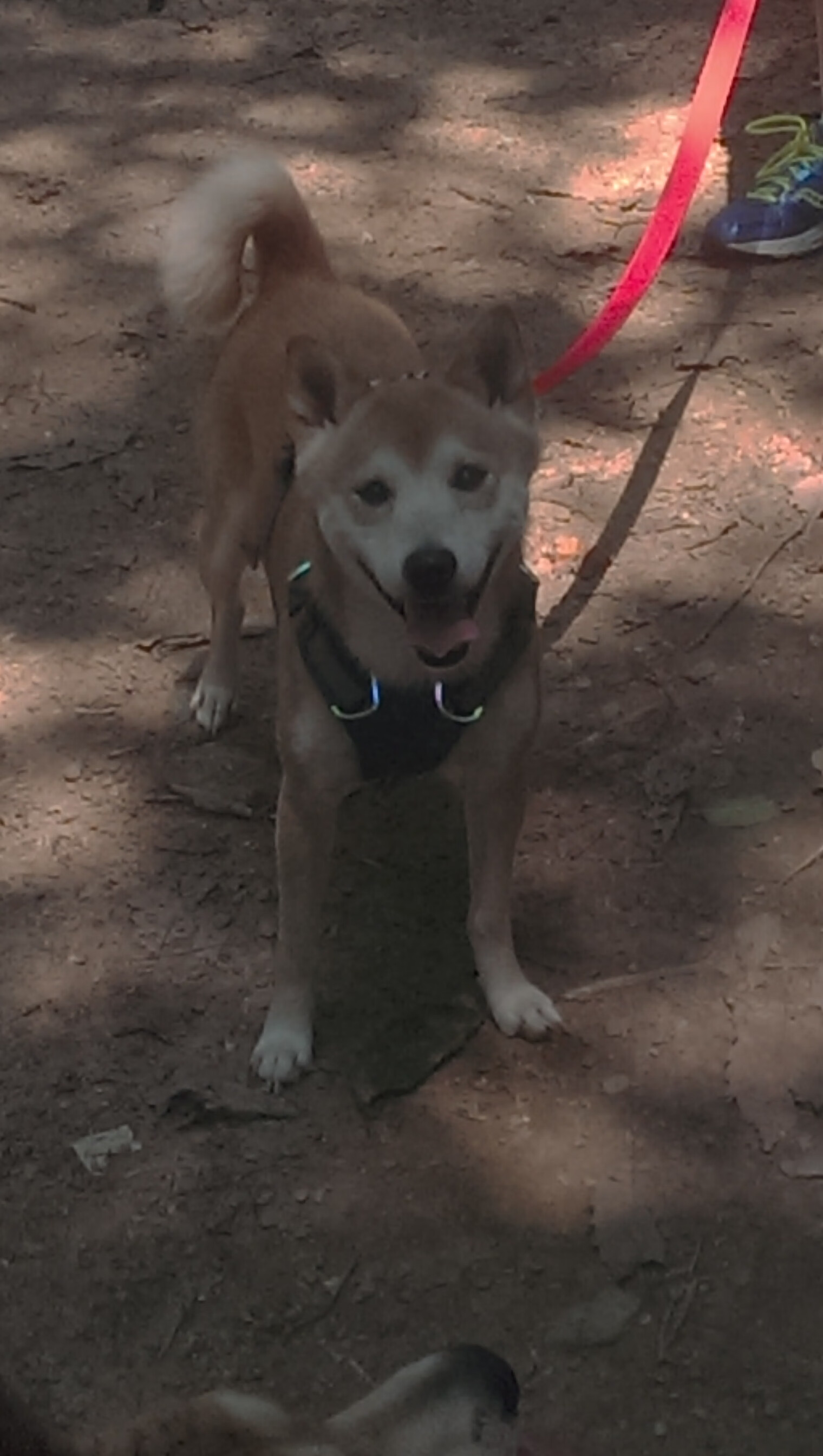 开云体育-当绿茵教科书驶入F1之夜，维尼修斯的赛道完美秀