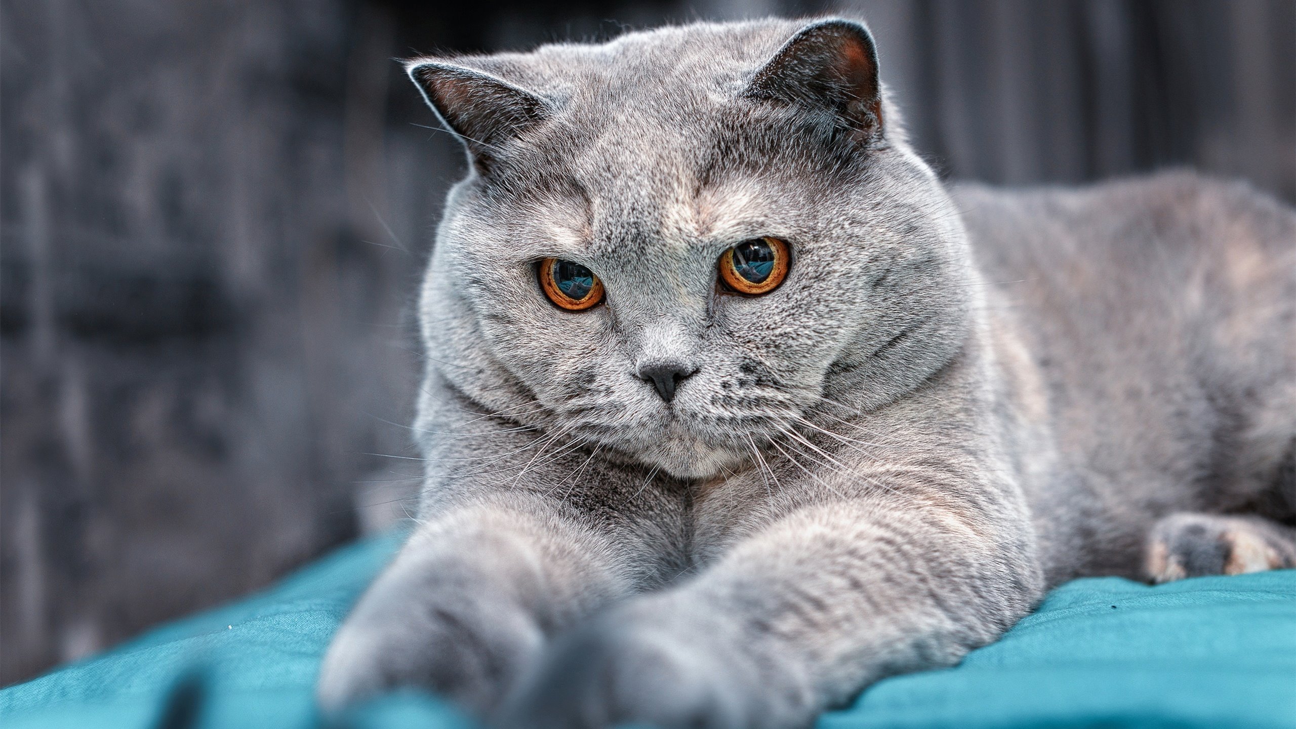 恩比德统治末节！决胜时刻连得11分率队逆转国王