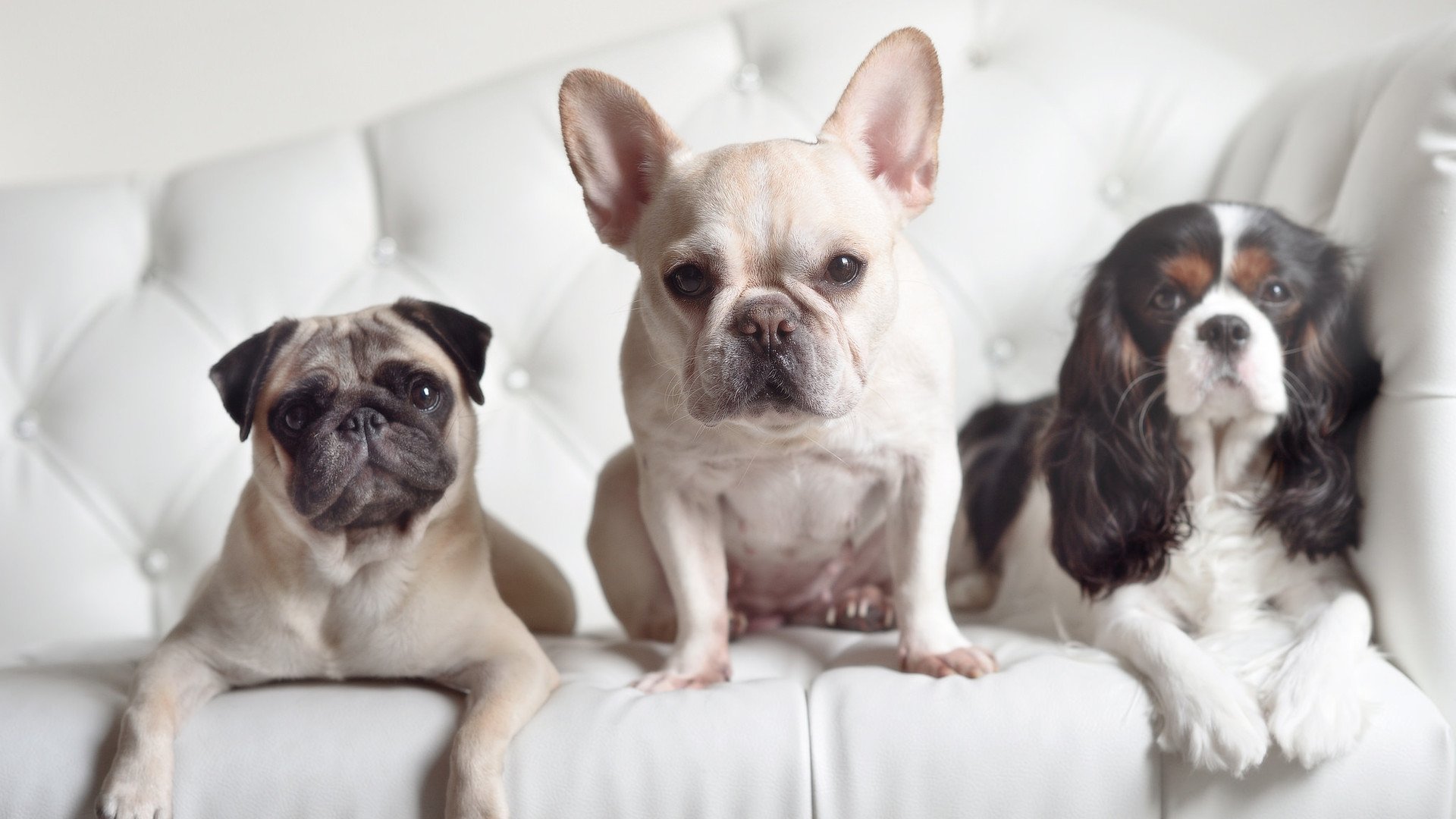 卡拉斯科状态火热,冰岛硬仗取胜马里