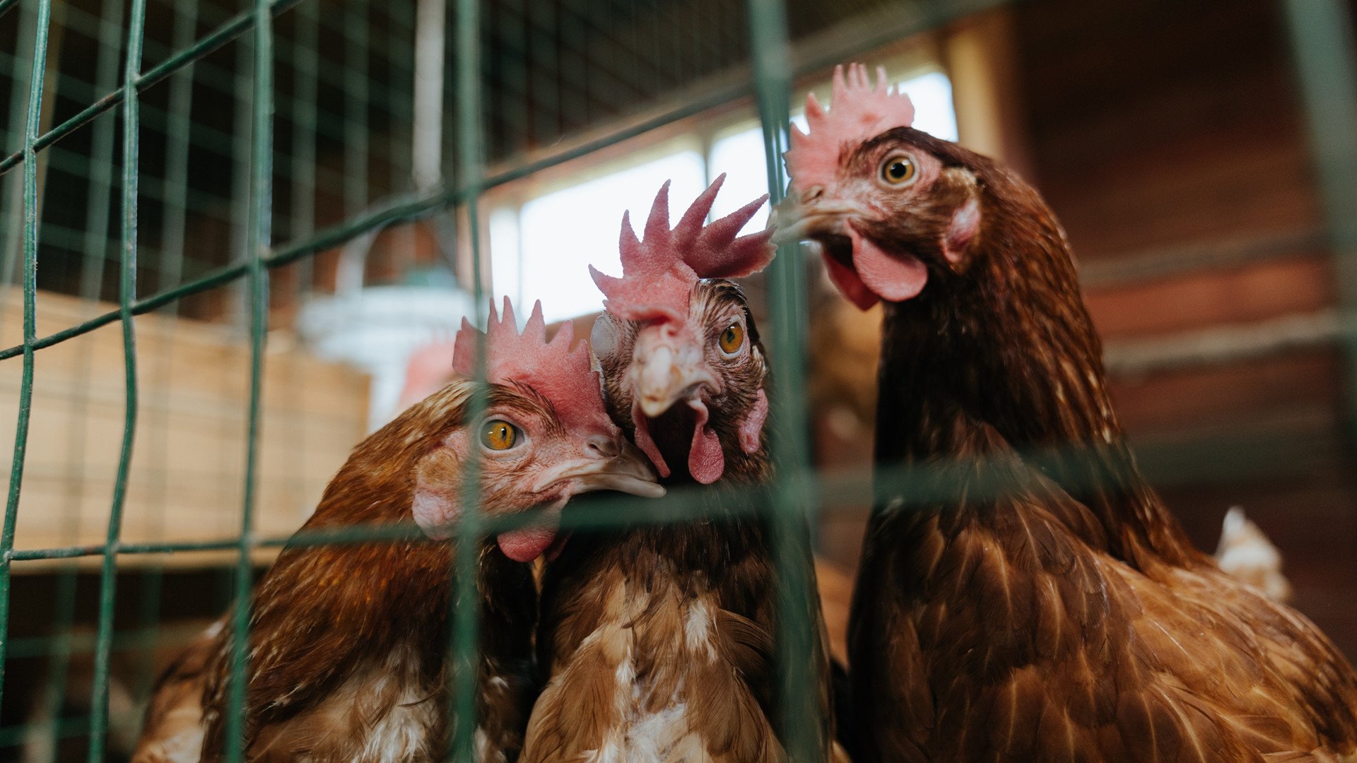 东方铁幕，当切特用防守哲学锁死爵士的每一个呼吸