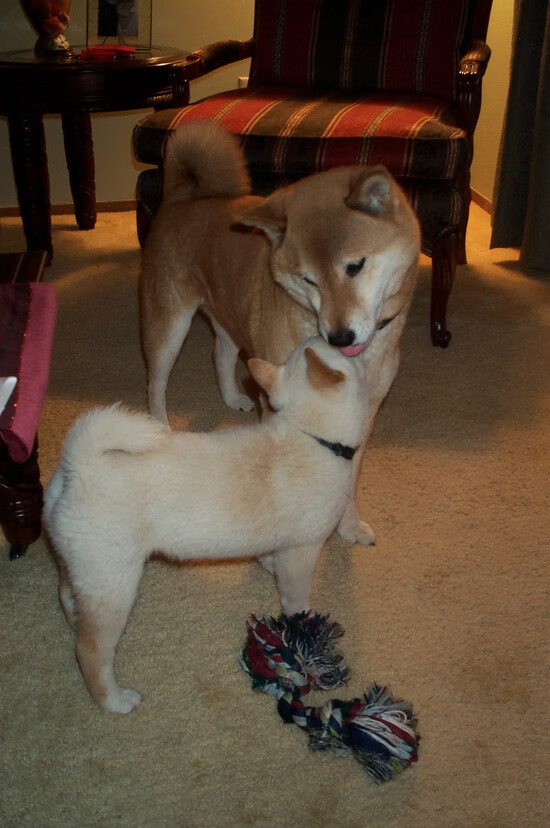 开云体育登录-关键一击定胜负，德里赫特破僵局，德国战车火力全开力压韩国