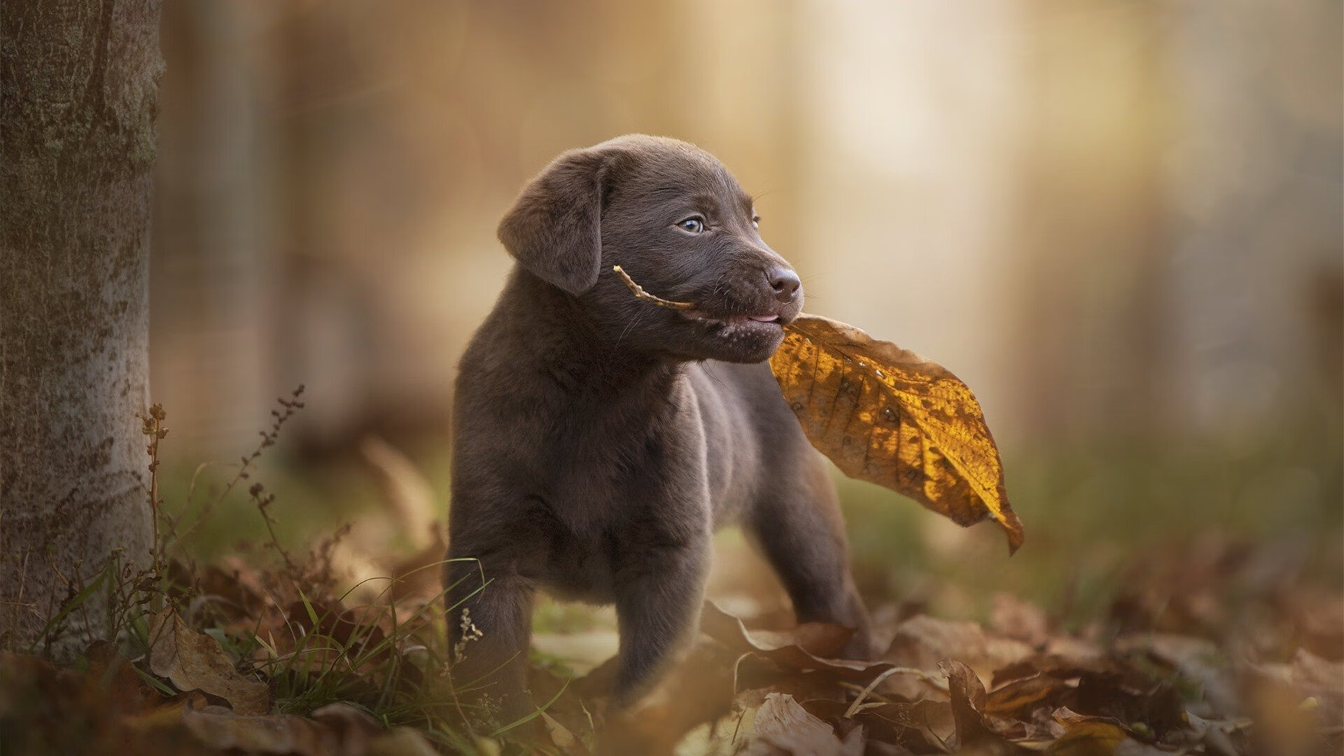 关键一击定胜负，德里赫特破僵局，德国战车火力全开力压韩国