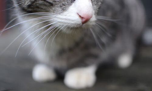 开云体育官方网站-从卡瓦哈尔的个体闪耀到塞维利亚的德意志恐惧症，一场跨越时空的碾压叙事