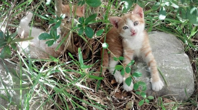 毕尔巴鄂的铁血逆袭，当阿劳霍在半决赛的硝烟中举起权杖
