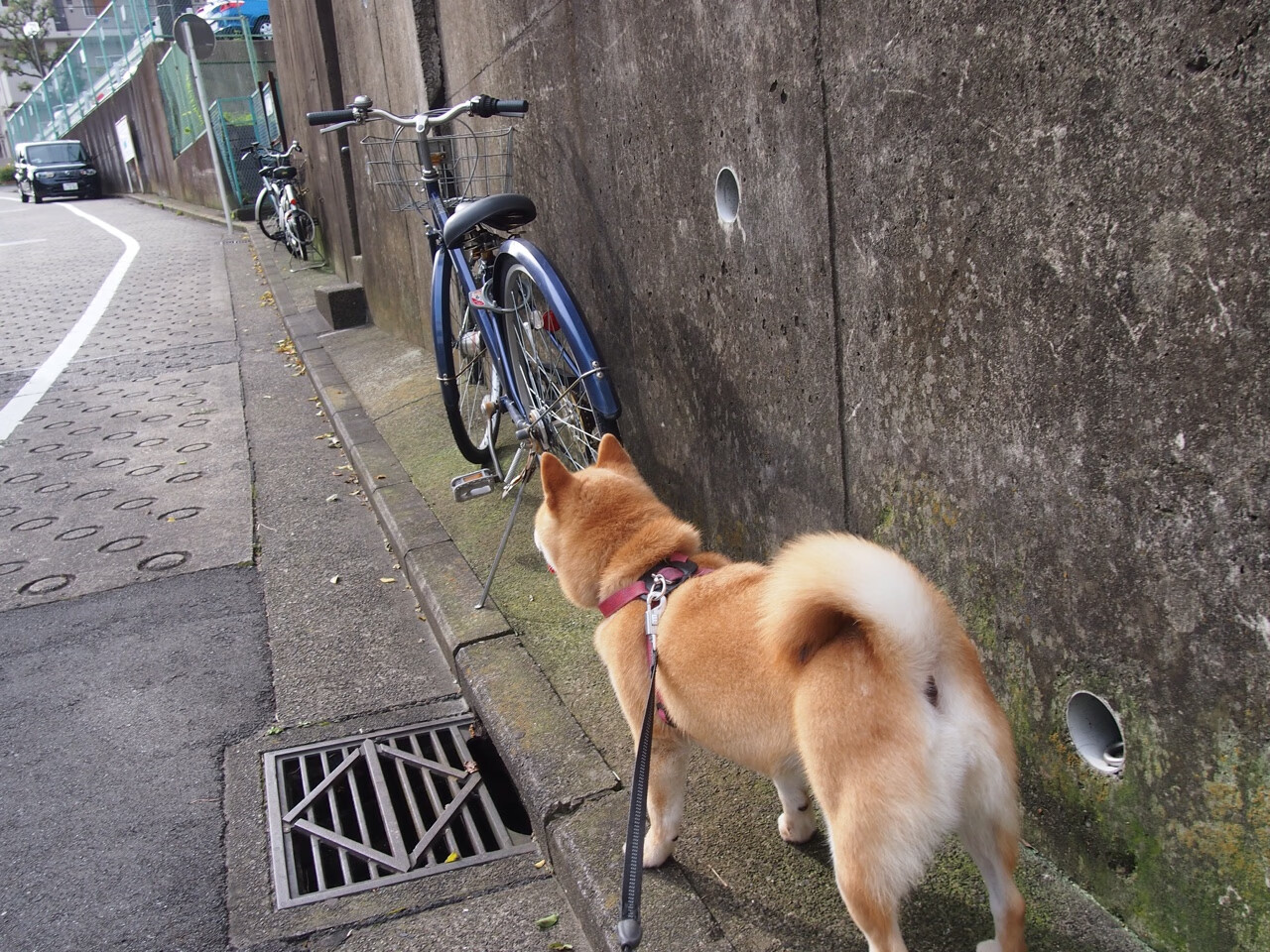 钢铁之躯与火焰意志，戈麦斯的关键节点，如何点燃勒沃库森的胜利之光？