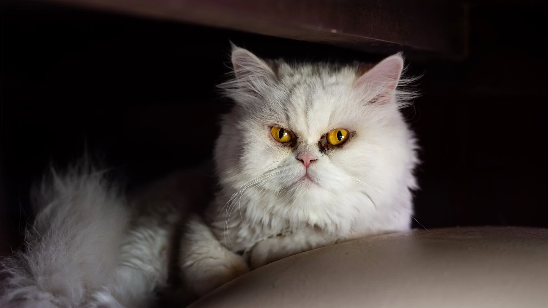 卡塔尔强势晋级,斯通斯在美加墨世界杯接管比赛