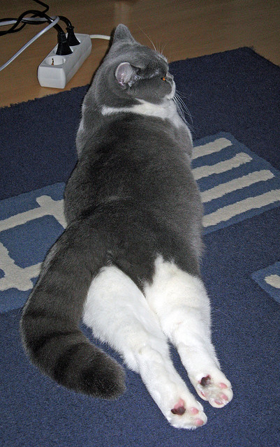 跨界风暴，老鹰绝杀上海队，塔图姆F1争冠赛上演传奇接管