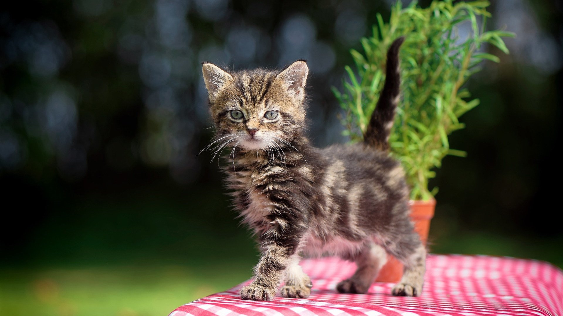 开云体育下载-铁血防线与关键先生，快船如何用防守哲学锁定胜局